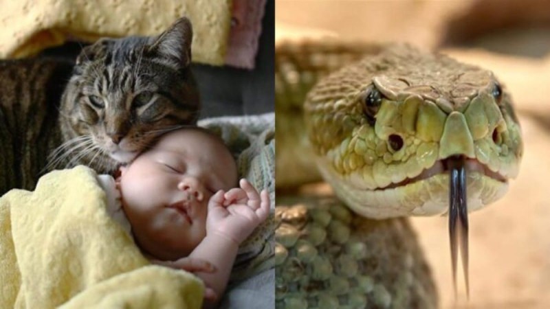 Σοκαριστική στιγμή με γάτα-ήρωα να σώζει μωράκια από δηλητηριώδες φίδι!