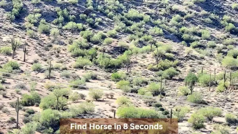 Οφθαλμαπάτη: Εσείς μπορείτε να βρείτε το άλογο ανάμεσα στα δέντρα σε μόλις 8 δευτερόλεπτα;