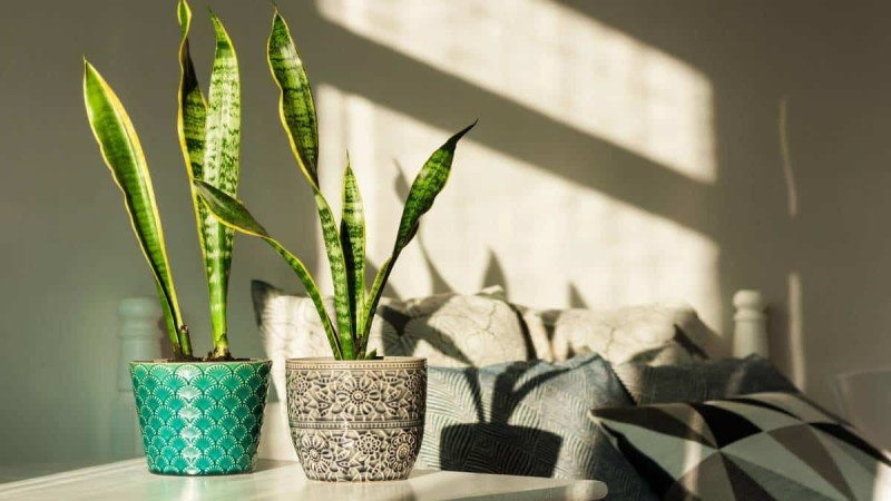 Βάλε πράσινο στο σπίτι: Φυτά με ελάχιστες απαιτήσεις σε φως!