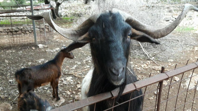 Τράγος καμένο ανέκδοτο