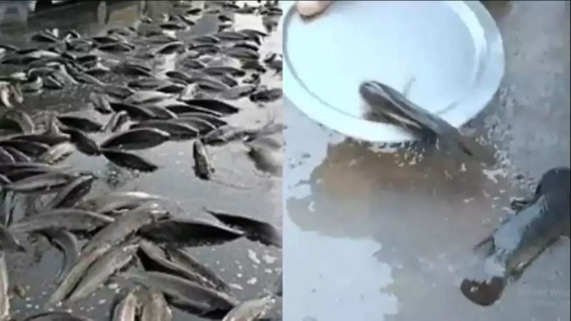 Σκηνές «Αποκάλυψης» στην Αυστραλία -  Άνοιξαν οι ουρανοί και έβρεξε ζωντανά ψάρια
