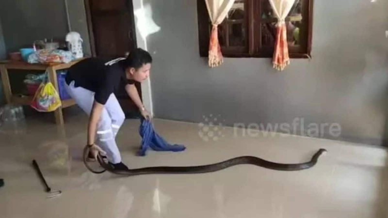 Ένα γιγαντιαίο φίδι εισέβαλε στο σπίτι της - Εκείνη αντέδρασε με τον πιο αδιανόητο τρόπ