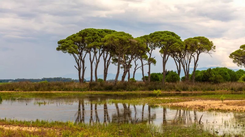Η «Κένυα» της Ελλάδας: Το δάσος της Πελοποννήσου που θυμίζει αφρικανικό τοπίο