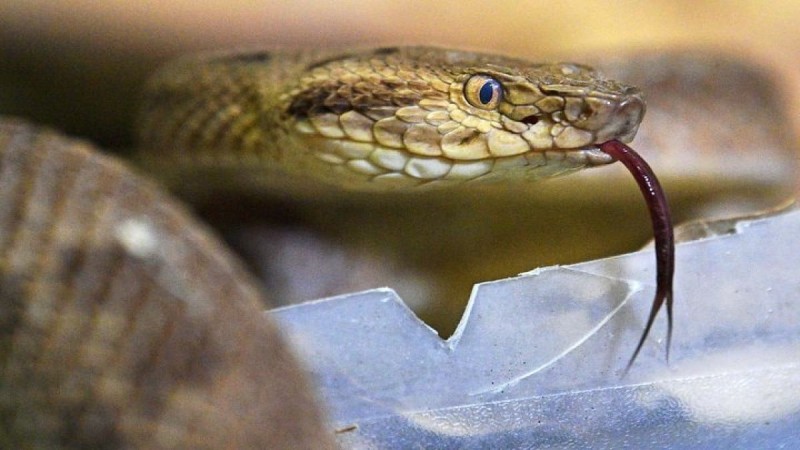 Αυτό είναι το μεγαλύτερο φίδι στον κόσμο - Δεν θέλετε να ξέρετε τι τρώει! (Video)