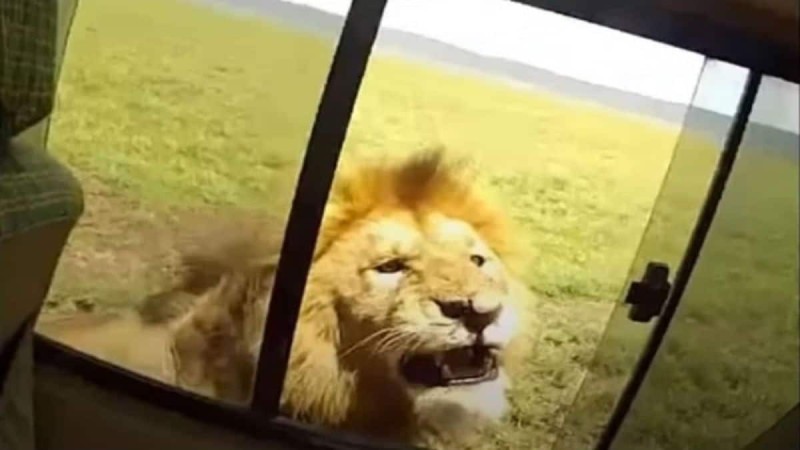 Άνοιξε το παράθυρο για να φωτογραφήσει ένα λιοντάρι - Αυτό που ακολούθησε θα σας κάνει να 