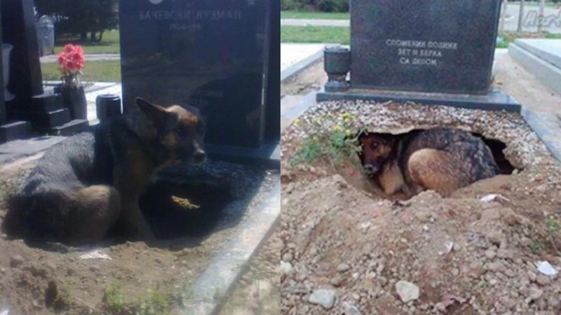 Νόμιζαν ότι ο σκύλος θρηνούσε στον τάφο του ιδιοκτήτη του - Η πραγματικότητα ήταν πολύ διαφορετική!
