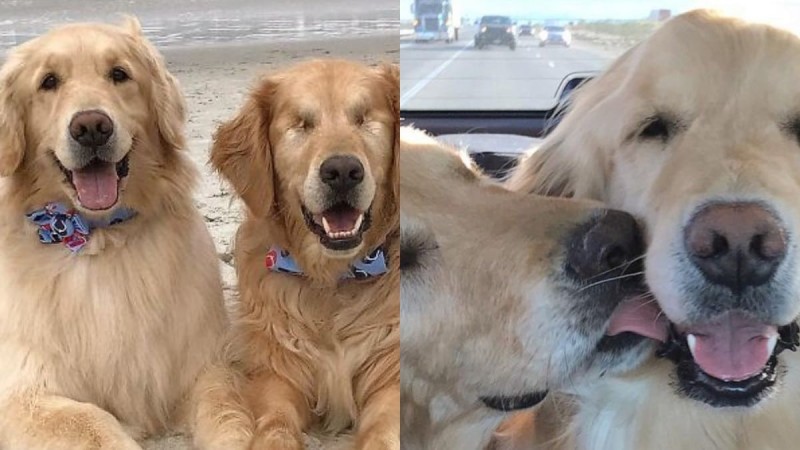 Ένας τυφλός σκύλος έχει για οδηγό μια σκυλίτσα που είναι πάντα δίπλα του - Φωτογραφίες που σίγουρα θα σας συγκινήσουν