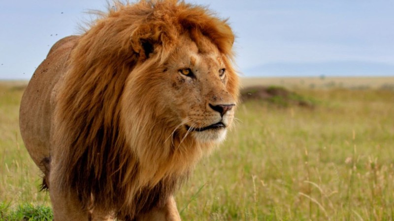 Το ανέκδοτο του Σαββάτου: Το λιοντάρι και ο θηριοδαμαστής …! Τρελό γέλιο 