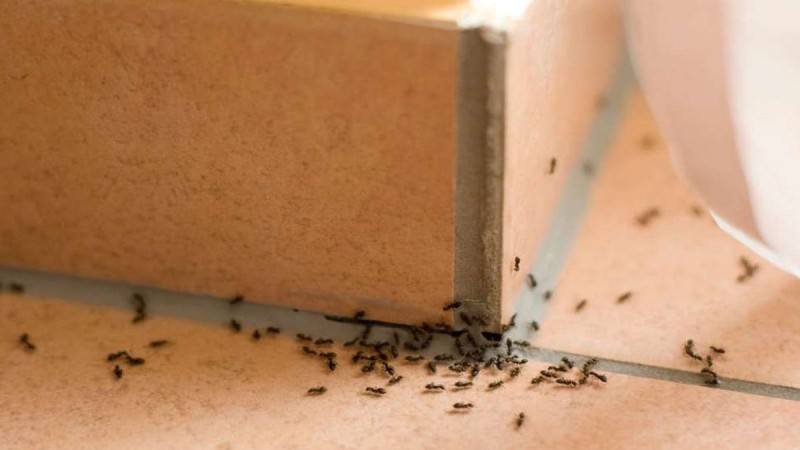 Μυρμήγκια κουζίνας: Απαλλαγείτε άμεσα και αποτελεσματικά με κανέλα και 1 ακόμα υλικό 