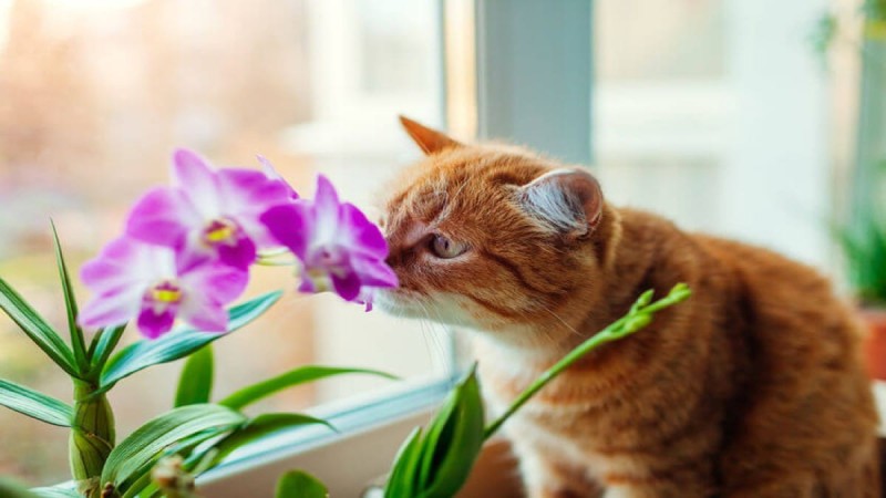 Μεγάλη προσοχή! Αυτά τα φυτά εσωτερικού χώρου είναι τοξικά για τις γάτες