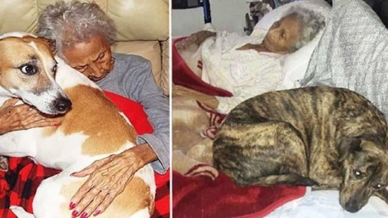 83χρονη γιαγιά πεθαίνει από ανίατη ασθένεια - Η τελευταία επιθυμία της ζωής της για τα σκυλιά της ανατριχιάζει