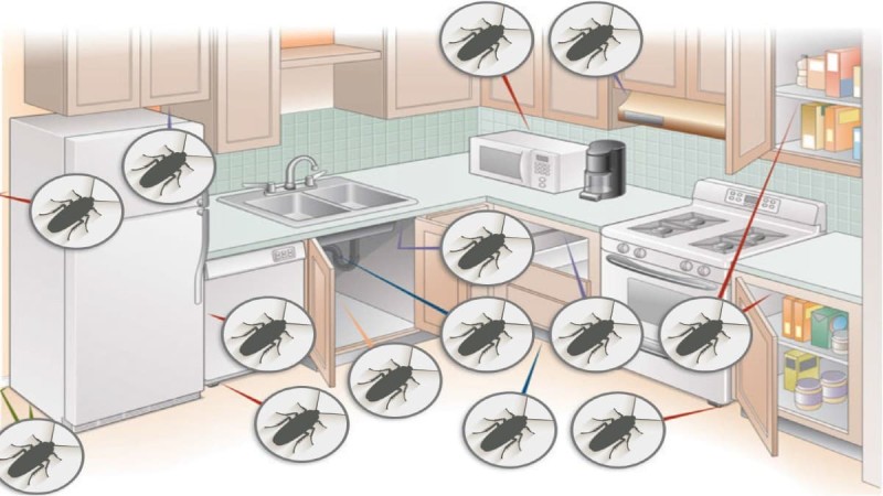 8 πράγματα που «τραβάνε» τις κατσαρίδες στο σπίτι - Δε θα τα ξαναβάλετε ποτέ στον χώρο σας
