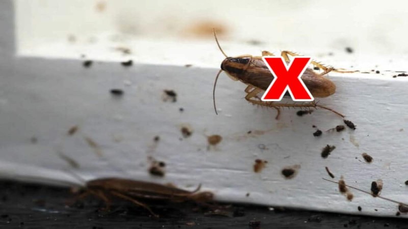 Ολικό «STOP» στις κατσαρίδες: 3 φυσικά κόλπα που τις εξαφανίζουν για πάντα από το σπίτι