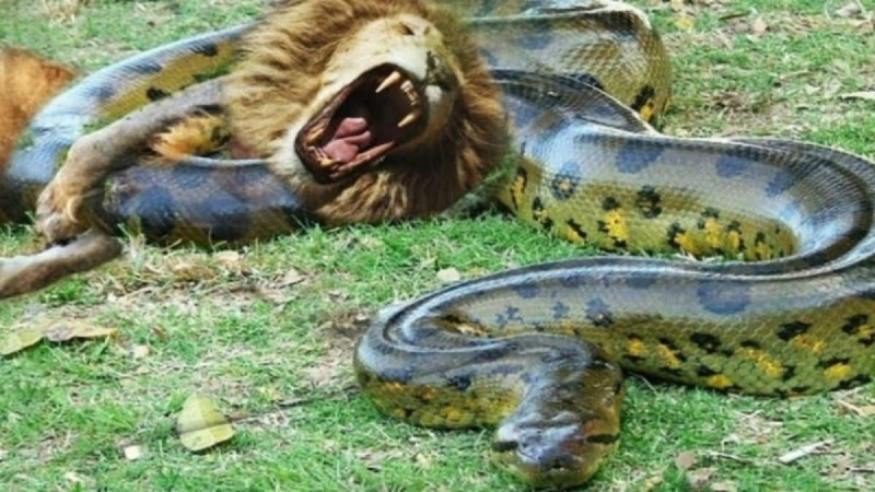 «Κολοσσαίο» η ζούγκλα - Επική μάχη λιονταριού με γιγαντιαίο φίδι! (Video)