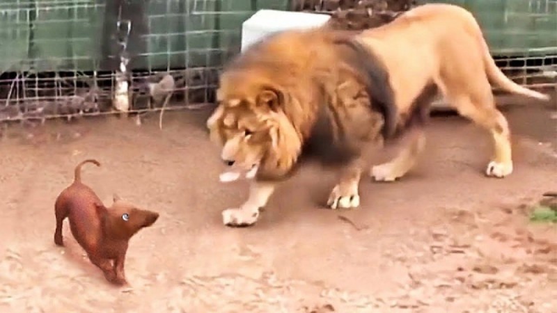 Άφησαν τον σκύλο στο κλουβί του λιονταριού - Αυτό που συνέβη στη συνέχεια τρομοκράτησε τους πάντες