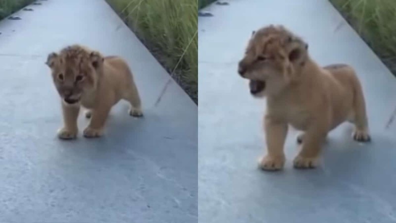 Πόσο χαριτωμένο: Μικρό λιοντάρι προσπαθεί να βρυχηθεί και σπάει το «γλυκόμετρο» (video)