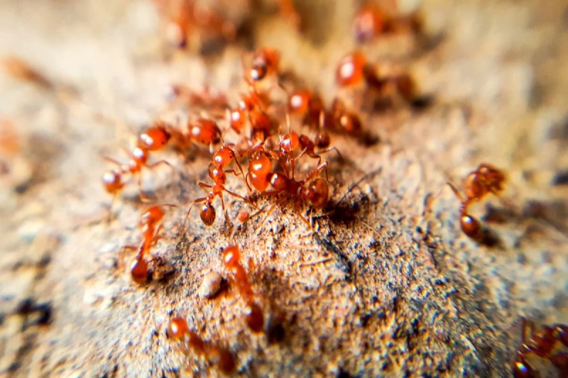 Ακαριαίος θάνατος για τα μυρμήγκια: Τα 4 tips για να τα εξαφανίσετε στη στιγμή