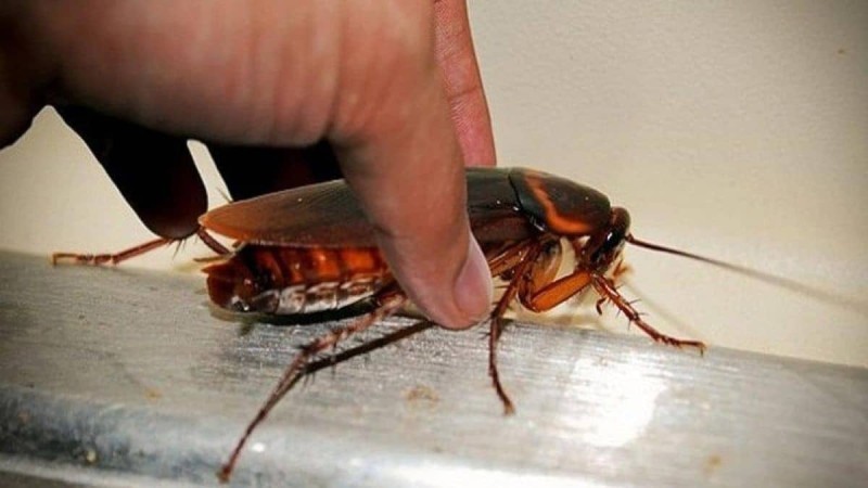 Κατσαρίδες «αντίο»: Αυτό το κουζινικό υλικό θα σας απαλλάξει δια παντός από τα πιο μισητά έντομα