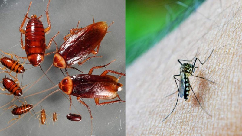 Δε θα ξαναδείς κουνούπι και κατσαρίδα στο σπίτι: 3 εύκολα κόλπα για να απαλλαχτείς οριστικά