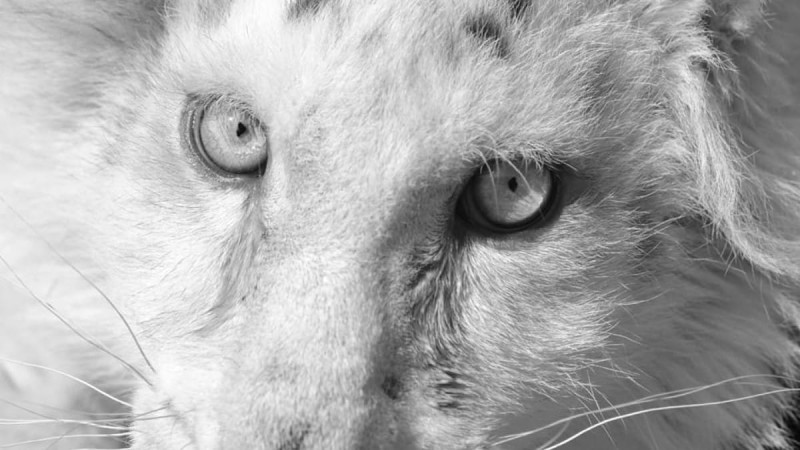 Λευκό τιγράκι: Έγινε η ευθανασία στη μικρή Χασίγια
