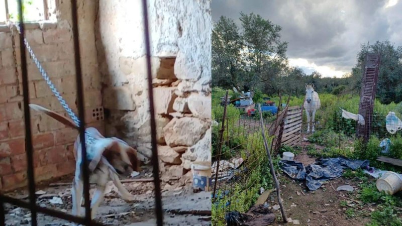 Εικόνες ντροπής και απανθρωπιάς στα Χανιά: 15 σκυλιά και ένα άλογο βρέθηκαν δεμένα σε άθλιες συνθήκες (photos)