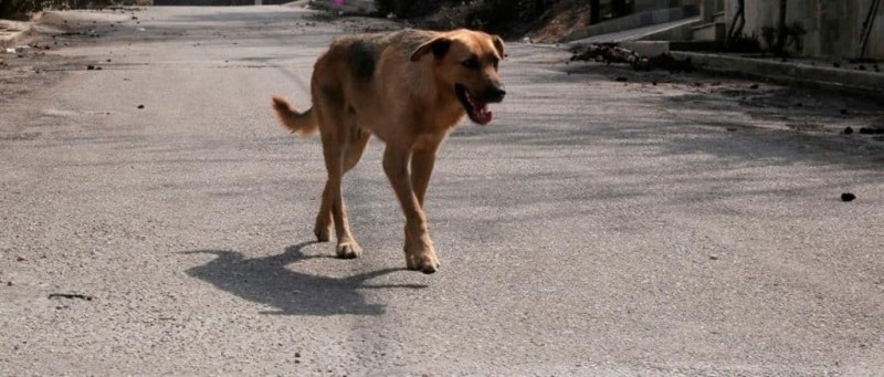 αδέσποτος σκύλος