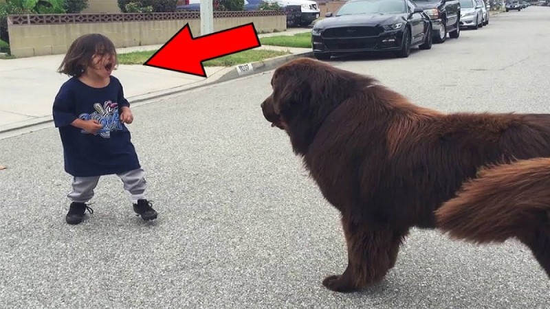 Αγοράκι συναντά στο δρόμο έναν σκύλο - Κανείς δεν περίμενε αυτό που συνέβη στη συνέχεια