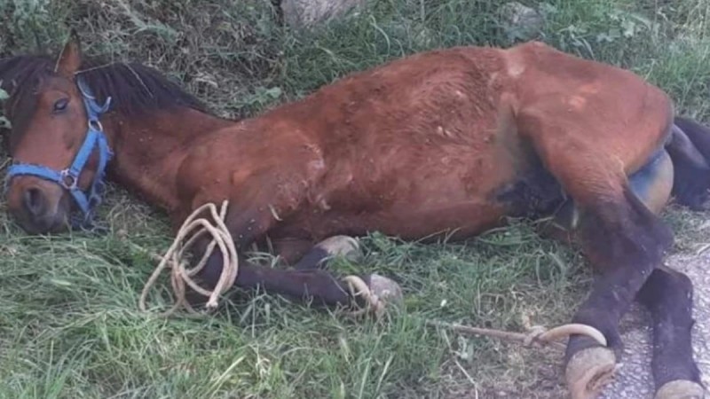 Ανατριχιαστικές εικόνες στη Τζια: Άλογο κρεμόταν εξαντλημένο σε πλαγιά - Τα πόδια του ήταν δεμένα