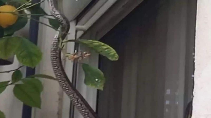 Σοκ για οικογένεια στο Μεσολόγγι: Φίδι σκαρφάλωσε στο παράθυρο του σπιτιού τους!