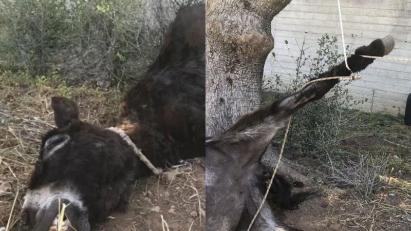 Φρικτή κακοποίηση ζώου στο Κορωπί - Γαϊδουράκι βρέθηκε πνιγμένο σε χωράφι