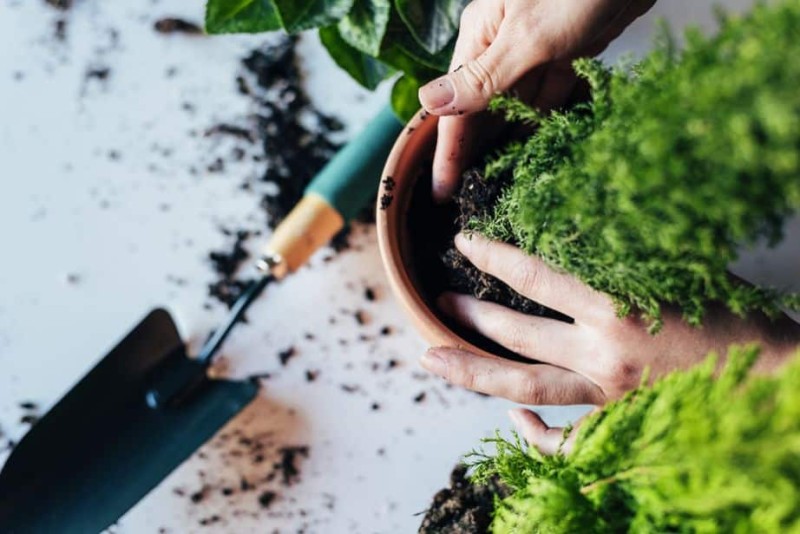 Κάντε τις γλάστρες με τα φυτά στο μπαλκόνι να πάρουν ζωή με 1 κουζινικό υλικό «έκπληξη»
