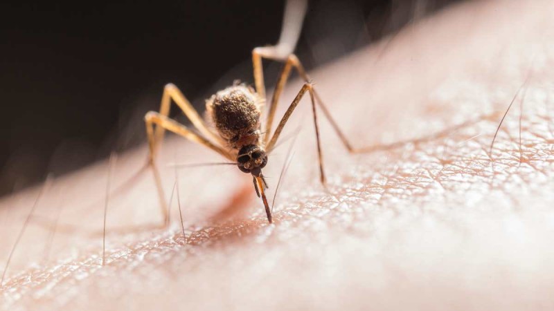 «Μπλοκ» στα κουνούπια: Το κόλπο πριν βγείτε έξω για να μην σας τσιμπάνε