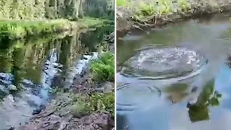 Βίντεο που «κόβει» την ανάσα: Κροκόδειλος καταβροχθίζει άνδρα μέσα σε ποτάμι
