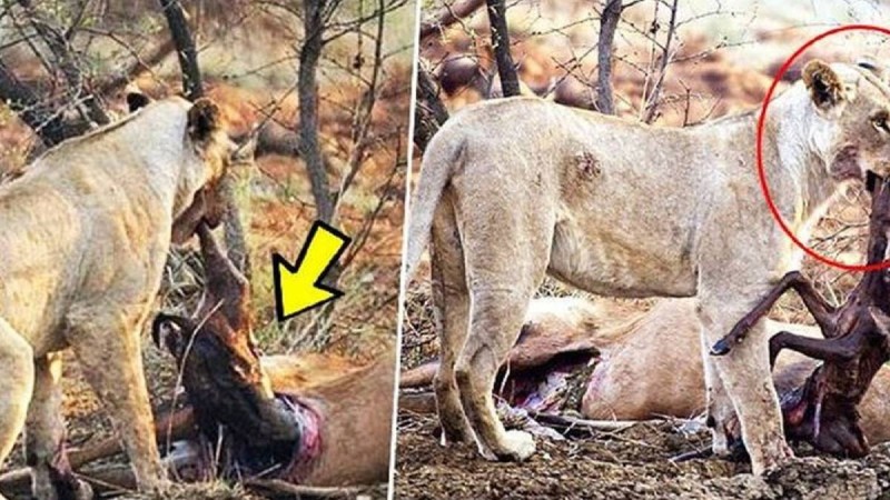 Λιοντάρι ανακαλύπτει ότι το ελάφι που μόλις έφαγε ήταν έγκυος, αυτό που κάνει στη συνέχεια ξεπερνάει κάθε λογική