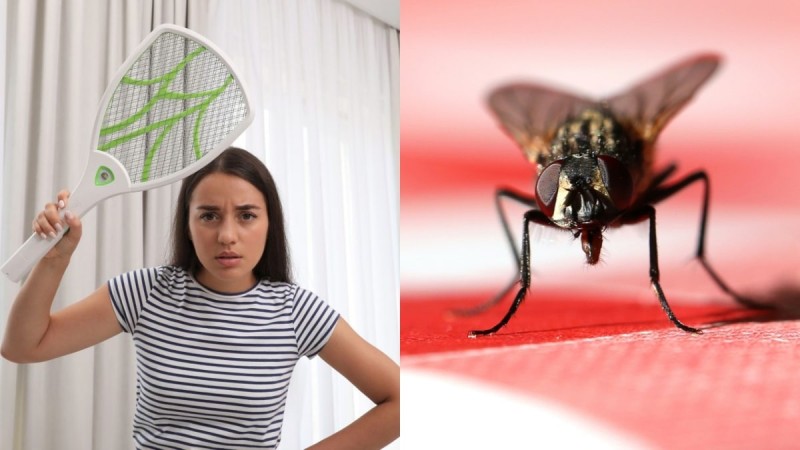 Παρελθόν οι μύγες: 2 σπιτικά κόλπα για να τις διώξετε από το σπίτι και την βεράντα χωρίς χημικά