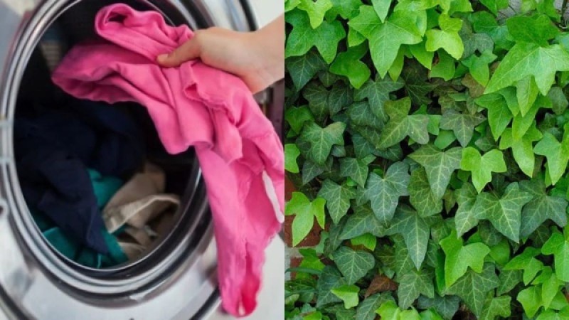 Ούτε μαγειρική σόδα, ούτε ξύδι: Αυτό είναι το φυτό που χρειάζεστε στο πλυντήριο για να απογειώσετε τα ρούχα σας