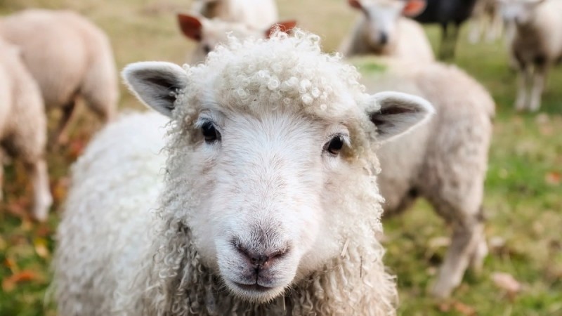 Ξηρόμερο: Συνελήφθη 61χρονος γιατί τα σκυλιά του σκότωσαν 17 πρόβατα