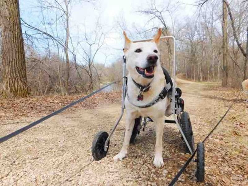 Παράλυτος σκύλος με τις πάνες και την σπασμένη αναπηρική καρέκλα του εγκαταλείπεται στο δρόμο