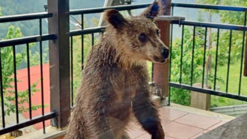 Πίνδος: Αρκουδάκι βρέθηκε σε μπαλκόνι σπιτιού - «Λυπηρό να καταντά φωτογραφική ατραξιόν»