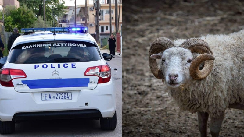 Θρίλερ με τον θάνατο της 68χρονης στην Καβάλα - Εξετάζεται το ενδεχόμενο να την σκότωσε το κριάρι της