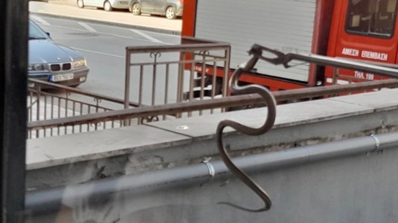 Φίδι προκάλεσε πανικό σε κατάστημα στη Λάρισα (photos)