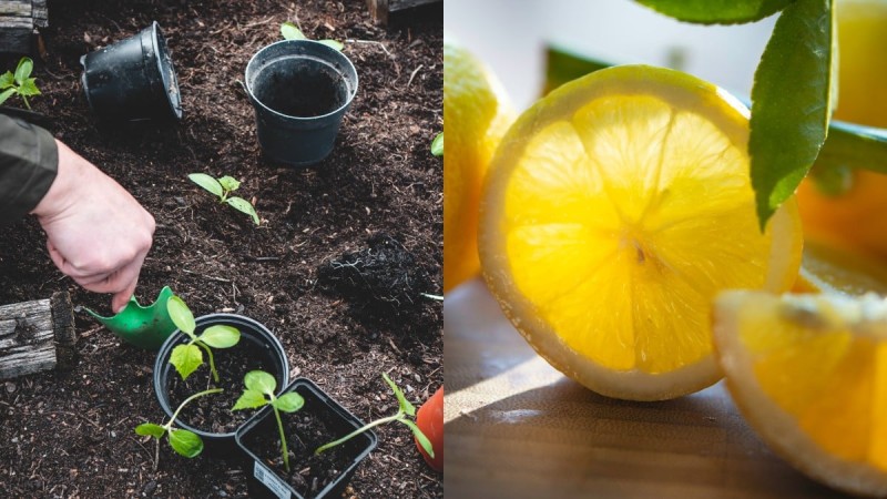 Φυσικό εντομοκτόνο για φυτά: Το κόλπο με το λεμόνι για να μην πλησιάσουν ξανά