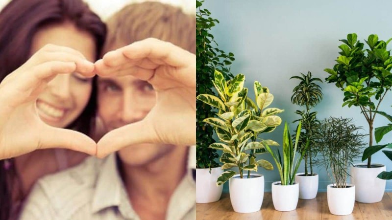 Ερωτική «ευδαιμονία»: Το φυτό που πρέπει να έχετε στο μπαλκόνι για να «φουντώσετε» τα αισθηματικά σας 