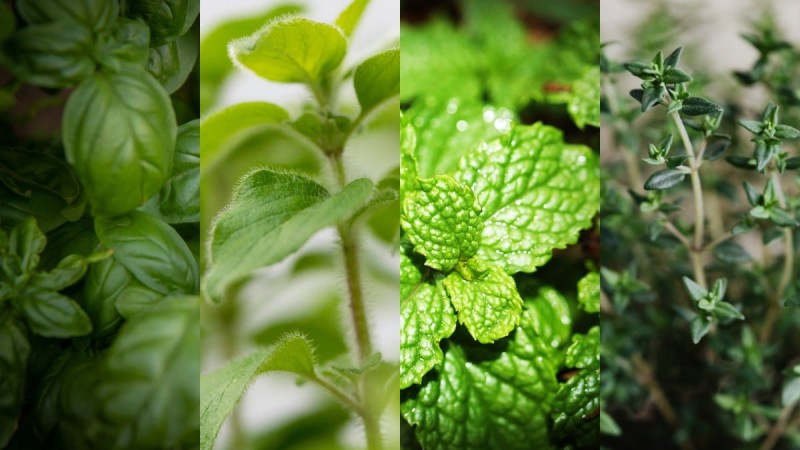  Τα μυστικά του κήπου: 10 αρωματικά φυτά που χρησιμοποιούμε στην κουζίνα