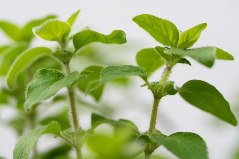 Τα μυστικά του κήπου: 10 αρωματικά φυτά που χρησιμοποιούμε στην κουζίνα