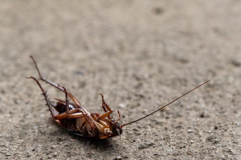 «Μπούλινγκ» στις κατσαρίδες: Το κόλπο με το λεμόνι για να μην σας πλησιάσουν ξανά