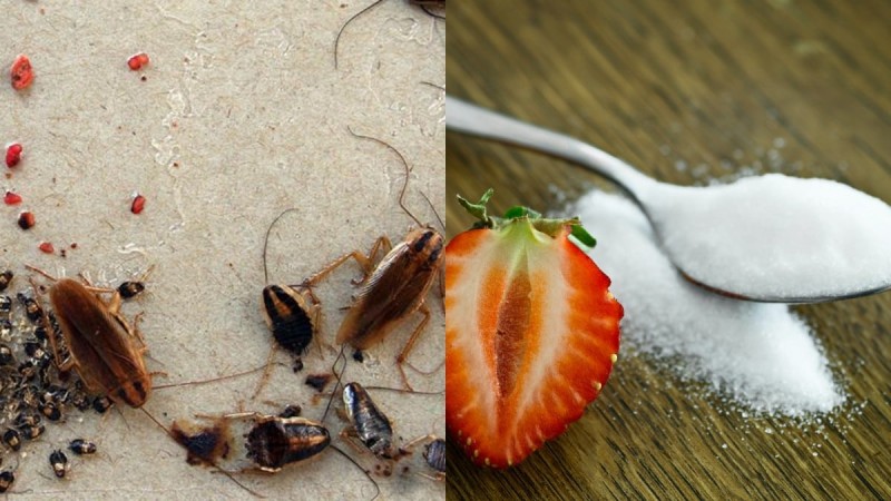«Παγίδα» για κατσαρίδες: Το κόλπο με τη ζάχαρη και 1 ακόμα υλικό για να τις εξολοθρεύσετε στο πι και φι