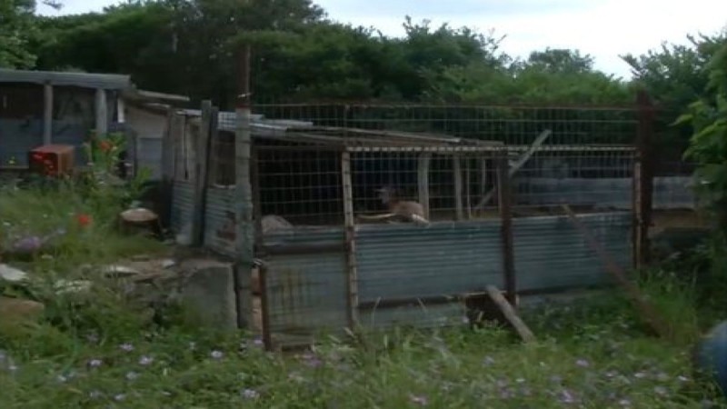Καβάλα: «Είχε χάσει 2 λίτρα αίμα»! Θρίλερ με τον θάνατο της 68χρονης κτηνοτρόφου - Στο 