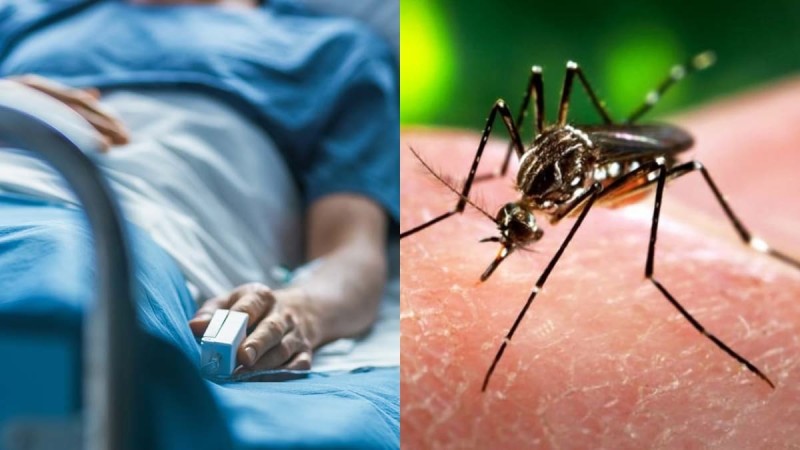Νέα υγειονομική «απειλή»: “Καμπανάκι” από ECDC για εξάπλωση του «Δάγκειου Πυρετού» και άλλων ασθενειών που μεταδίδονται με τα κουνούπια
