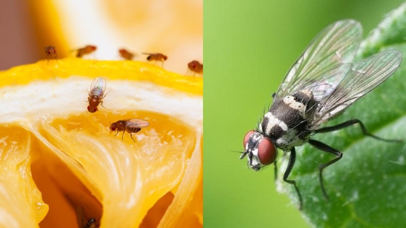 Μύγες «καπούτ» αυτό το καλοκαίρι: 4 κόλπα για να απαλλαγείτε οριστικά από την παρουσία τους 